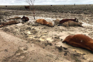 Julia Creed Flood - Dead animals after flood (Images from https://www.straitstimes.com/asia/australianz/sea-of-dead-cattle-after-australia-floods)