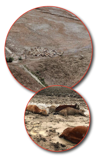 Mounds of dead cattle following flood and extreme temperatures