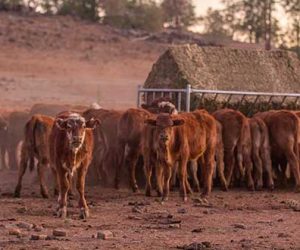 Feeding-cattle-hay