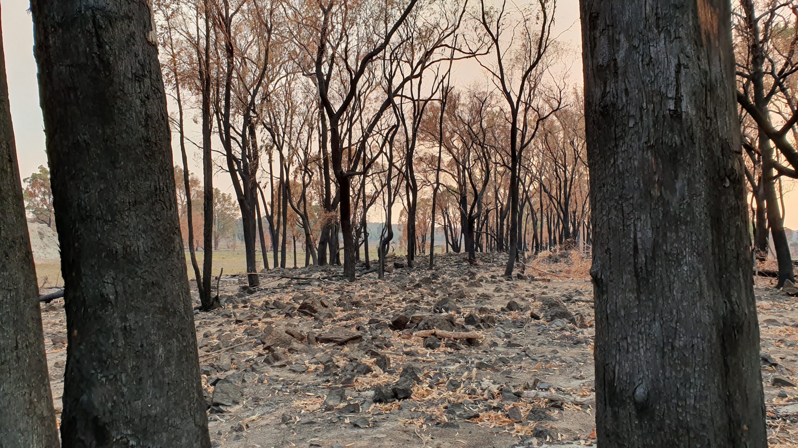 Burnt trees