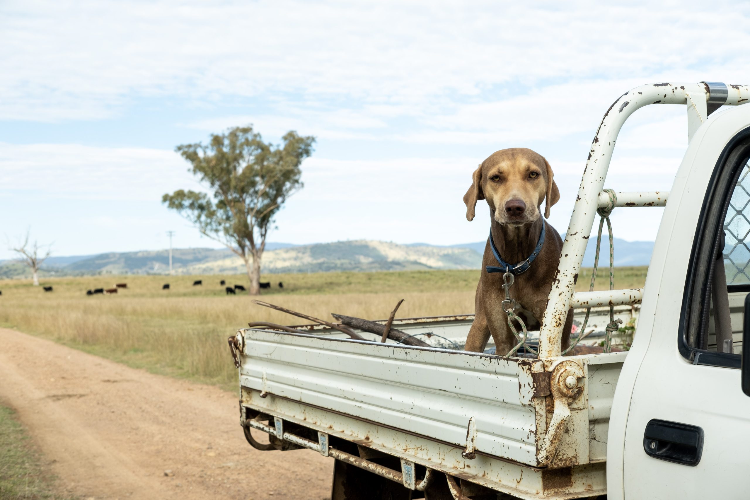 Dog standing on the back of a ute in rural Australia, reflecting everyday life affected by fuel prices in remote Australia